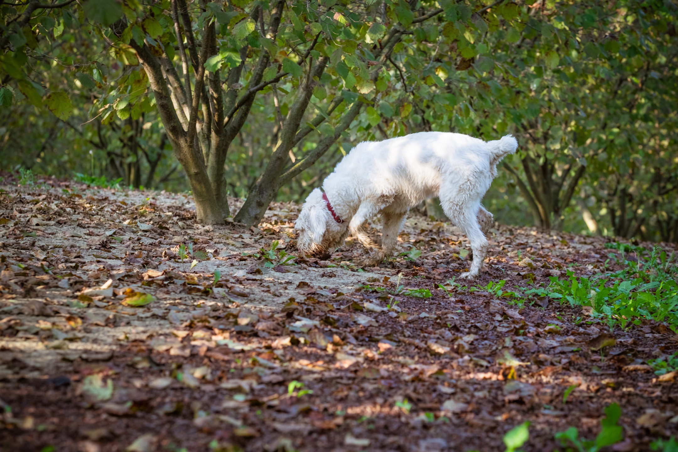 Dog in the wood searching truffle